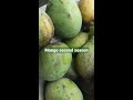 shorts mango harvest secondseason