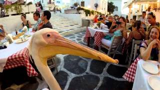 Petros the Pelican of Mykonos