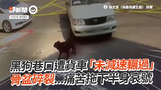 黑狗遭貨車轉彎輾過　骨盆碎裂拖下半身哀號｜浪浪｜徐文良｜三寶