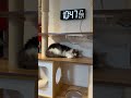 主のお風呂の出待ちしてくれた猫を無視した結果 short 拗猫