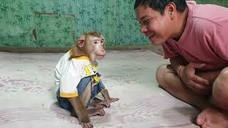 Daddy making monkey Yoko happily after he sad miss brother Koko