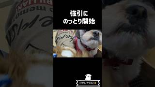 ぴかぴか日記✨その157 強引すぎるやり方？　#シーズー #shihtzu #縄張り#犬のいる生活 #japan #pets