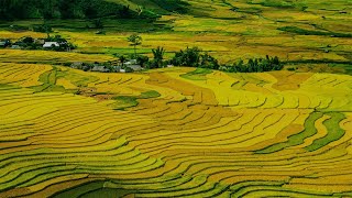 Rice Paddy in Ancient China | Nature Sounds \u0026 Ambient Music