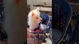 Thaaye thaaye #tamil #homepet #doglover #shortvideo #cute #love #youtubeshorts