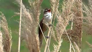 Nádirigó (Acrocephalus arundinaceus) Great Reed Warbler