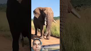 Elephant🐘 short#video #shorts #funny #funnyanimals #animallover #reaction #Pkm Pkm