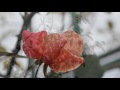 小さな窓の花ごよみ 169 晩秋~初冬　枯葉の季節　♪クリスマス　コンサート：corelli ♪