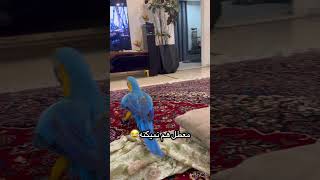 بچه هارو با خالشون تنها نزارید 😂#خاله#پرنده#طوطی #parrot #macaw #birds #bird #baby#laugh