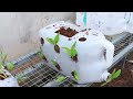 simple way to have a green vegetable garden at home from recycled plastic cans