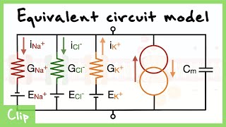 Equivalent Circuit Model Of The Neuron Explained (Capacitance, Resistance, Driving force) | Clip