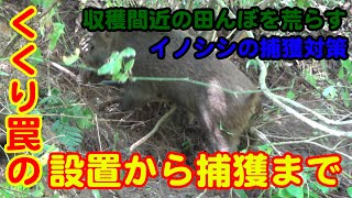 【狩猟】Vol.1  田んぼを荒らすイノシシを捕獲する！簡単なくくり罠の設置手順で、神経質にならなくても捕獲できる？（有害鳥獣捕獲） 【わな猟】