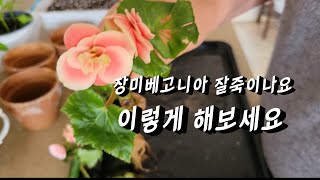 장미베고니아/크로산드라  /물꼬지#삽목#이렇게 해보세요~~♡♡♡