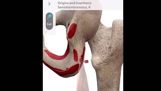 「解剖学」半膜様筋の起始と停止 Starting and stopping the semimembranosus muscle #Short