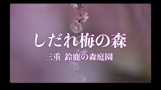 圧巻のしだれ梅の園「鈴鹿の森庭園」2023年春