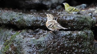 山中湖 大洞の泉のアトリ（雌）とマヒワ（雄）その２（4K60P動画）