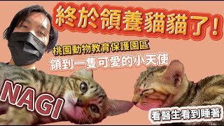 『來自收容所的風平浪靜NAGI！』桃園動物教育保護園區，領養到一隻小可愛天使萌貓，祝他健健康康乖乖長大(不可以壞壞!)