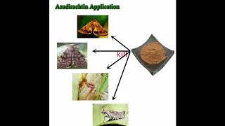 natural organic insecticide azadirachtin powder extraction from neem