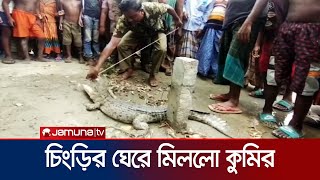 বাগেরহাটে চিংড়ির ঘের থেকে ৫ ফুট লম্বা কুমির উদ্ধার | Crocodile Recover