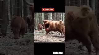 cow singing song#shorts#animals #viralhog #cowboyssound #funnyanimals #funnycow#cow#soundpages