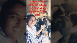 కొత్త బర్రె అయితే వచ్చేసిందోచ్🐂🐂#youtubeshorts #viralvideo #viralshort pl 👍