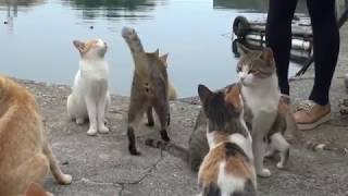 オリンピック級のジャンプ力 Kitten of the great jump power 猫の島 青島 #1085 Cat Island Aoshima