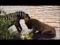 MUST SEE!!! - Zebra destoys a Lion?????? see for yourself