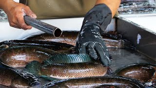 Thai Food - HUGE SNAKE HEAD FISH SOUP Aoywaan Bangkok Seafood Thailand