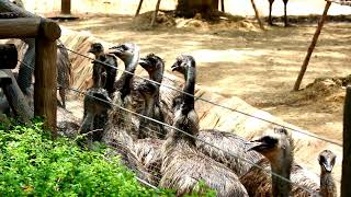 Encountering Emus at the Zoo: Australia's Majestic Giants | #Shorts #beautifuloverland