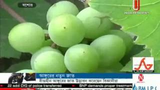 Jessore Grape,17 May 2015