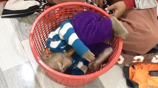 Hilarious Jason Amused Play In Basket Lazy Help Mom Organize Clothes