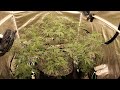 Milk n Cookies MASSIVE Plant 4x4 Grow: Start of Flower