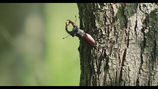 Giant European stag beetle (Lucanus cervus) with massive mandibles