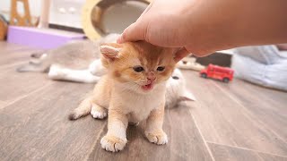 The kitten ran to its owner to complain and wanted to be petted when it couldn't find a spot to feed