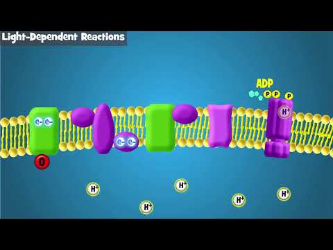 What are the 7 steps of light dependent reactions?