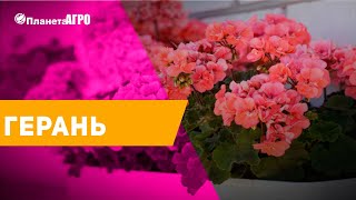 🌸 Семена цветов Пеларгония ✔️ Герань 🌿 Планета Агро