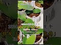 2024艸植感 u0026雅蘭陽光多肉x美麗的橙夢露錦x亞洲植物博覽會（2024.11.08~11.10） succulent 艸植感 雅蘭多肉 plantmarket