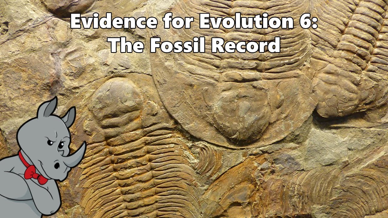 Evidence For Evolution - The Fossil Record - YouTube