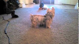 Silky Terrier Puppies Playing Sneezing