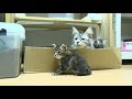 メインクーンの子猫のカナヲちゃん生後1ヶ月その３