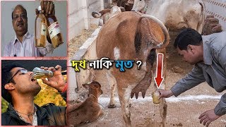 দুধ নাকি মুত? ভারতে গত তিন-চার বছরে তুঙ্গে উঠেছে গোমূত্রের বিক্রি