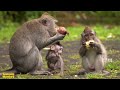 ada saja tingkah konyol dan lucu ketika anak monyet ikut makan bersama ibunya.