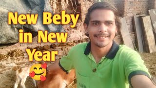 पिली - Second Beby 🥰 Fece Reveal | Champi Ke Baccho Ka New Home | जानवरों का हितैषी - MAD MAN VLOGS