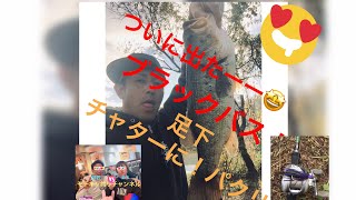 【ブラックバス】足元で50アップ！チャターベイトに食らいついたモンスター！（静岡野池バス釣り）#shorts