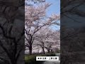 庄原・上野公園〈広島県庄原市〉さくら名所100選