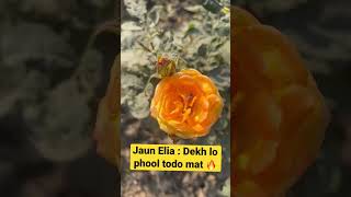 Jaun Elia : Dekh lo phool todo mat 🔥 #shorts #ytshorts #viral #shortsvideo #explore