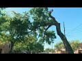 Neighbors want massive tree removed in downtown ABQ