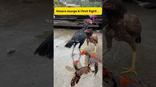 Hmare murge ki first fight🐓 #petlover #minivlog #birds #vlog #murga #fight #birds #murgi #aseel