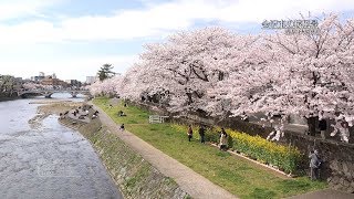 [石川]浅野川大橋・犀川桜橋周辺の桜風景[UHD4K顔声曲無] -  Cherry blossoms of Asanogawa River and Saigawa River