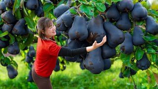 Farm Life: Harvesting Giant Guava Pear - Guava pear salad recipe with field mouse | Live Stream