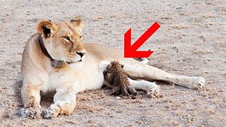 A lioness notices an abandoned leopard cub and does the incredible